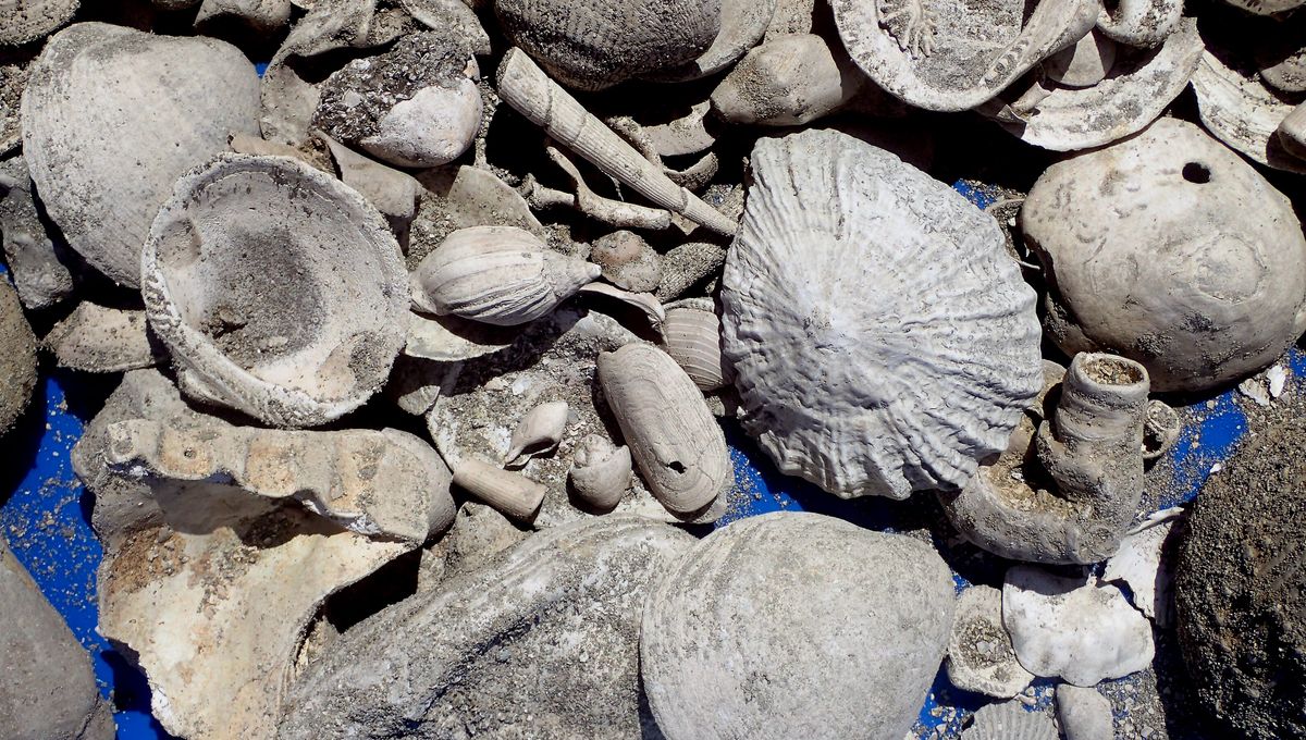 Fossil Treasure Trove Unearthed Under Wastewater Pipeline Reveals New Species