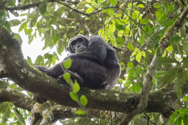 The Bondo Ape: Unveiling the Truth about Congo’s Lion-Eating Monsters