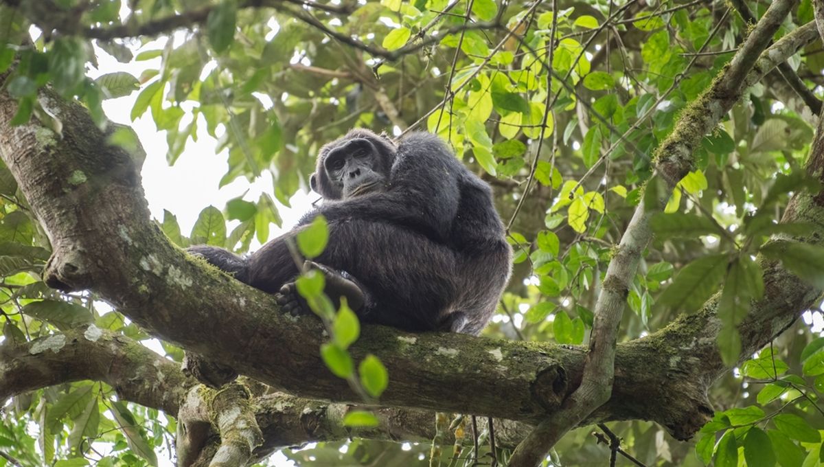 The Bondo Ape: Unveiling the Truth about Congo’s Lion-Eating Monsters