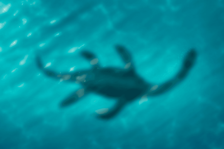 Noises Detected During Largest Loch Ness Monster Search in Half a Century