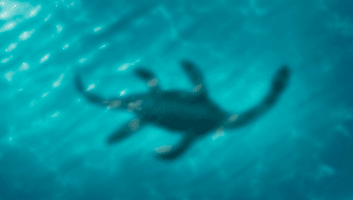 Noises Detected During Largest Loch Ness Monster Search in Half a Century