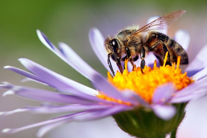 Bees Track Neighborhood Antimicrobial Resistance