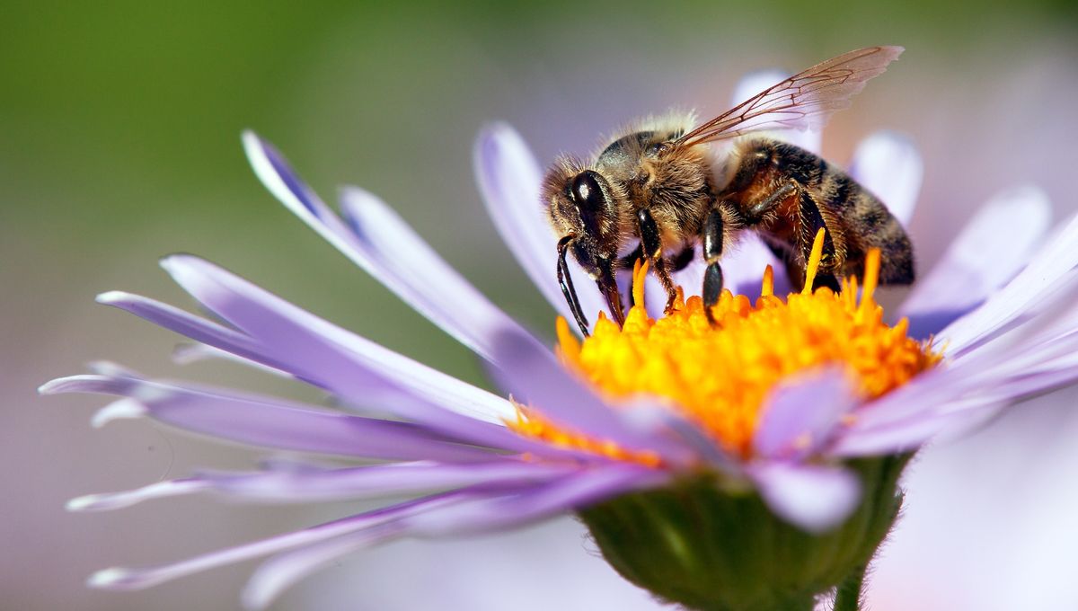 Bees Track Neighborhood Antimicrobial Resistance