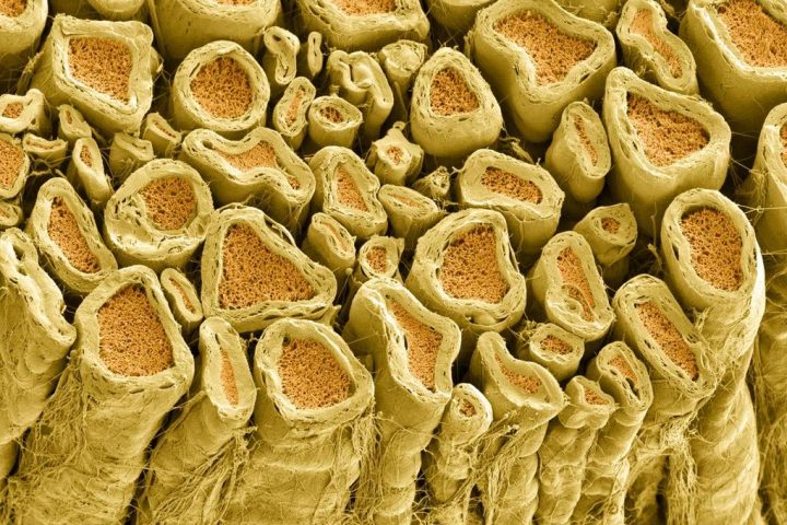 New Discovery Offers Hope for Regenerating Myelin in the Brain
