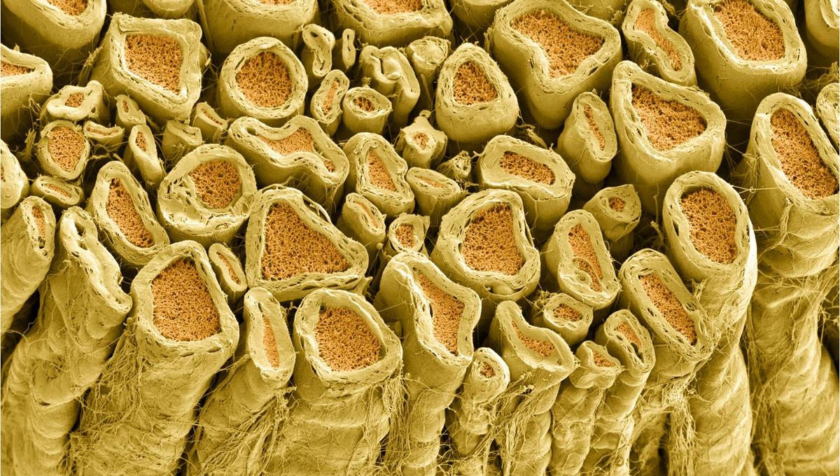 New Discovery Offers Hope for Regenerating Myelin in the Brain