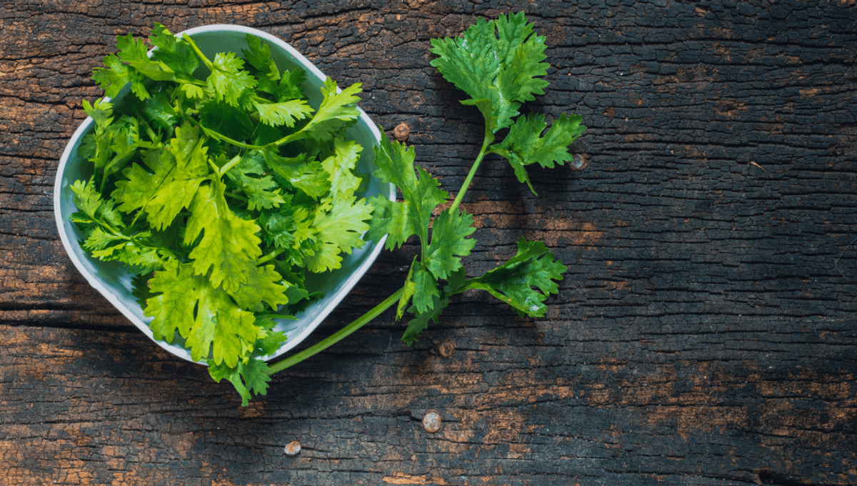 Love or Hate Cilantro? Your Genes Hold the Answer