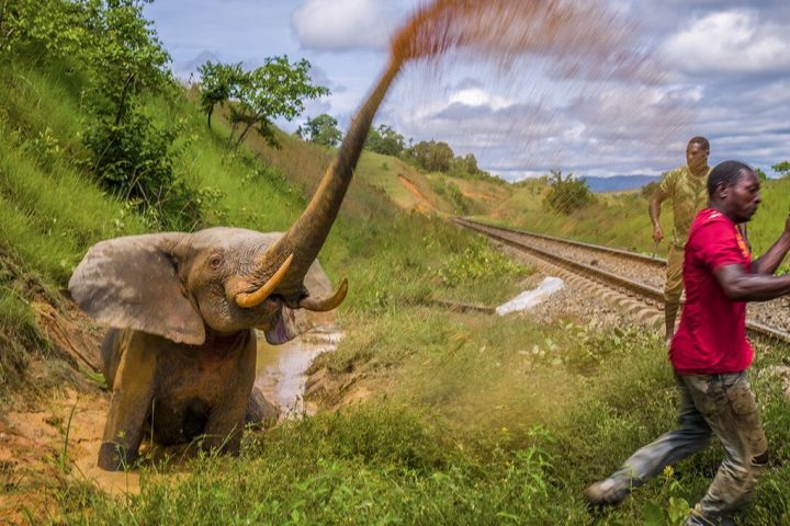 Heartbreaking Image of Elephant Revealed in Sneak Peek of Wildlife Photographer of the Year