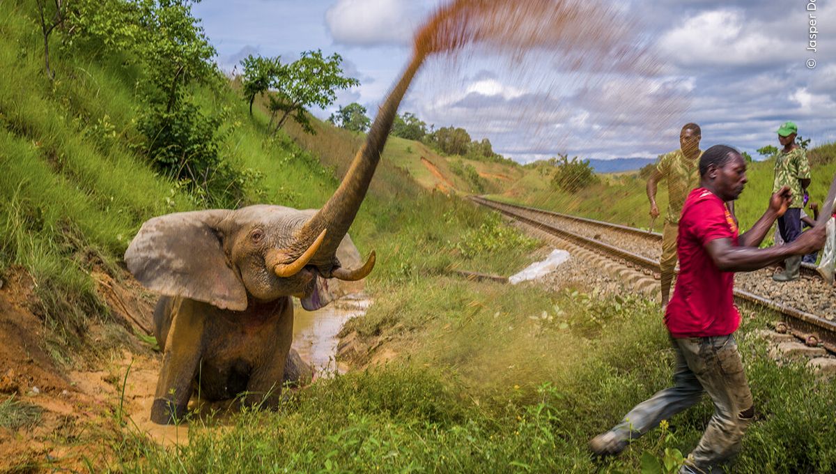 Heartbreaking Image of Elephant Revealed in Sneak Peek of Wildlife Photographer of the Year