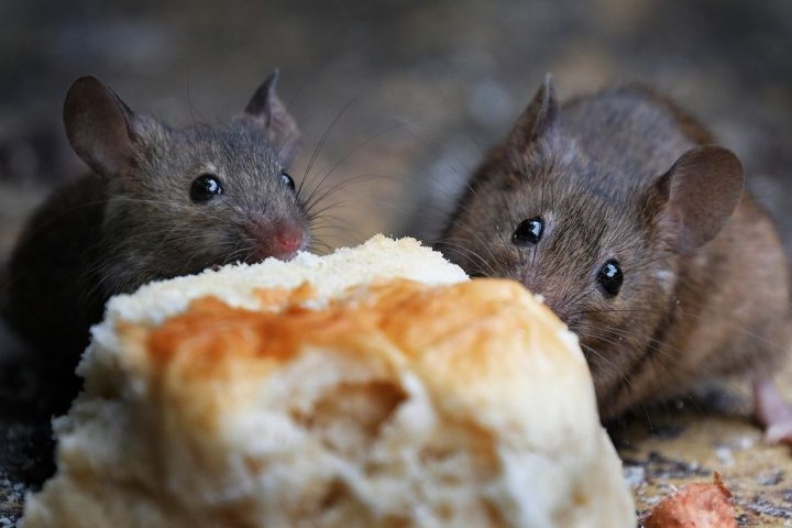 Eat What You Want, Still Lose Weight? Mouse Study Appears Too Good To Be True