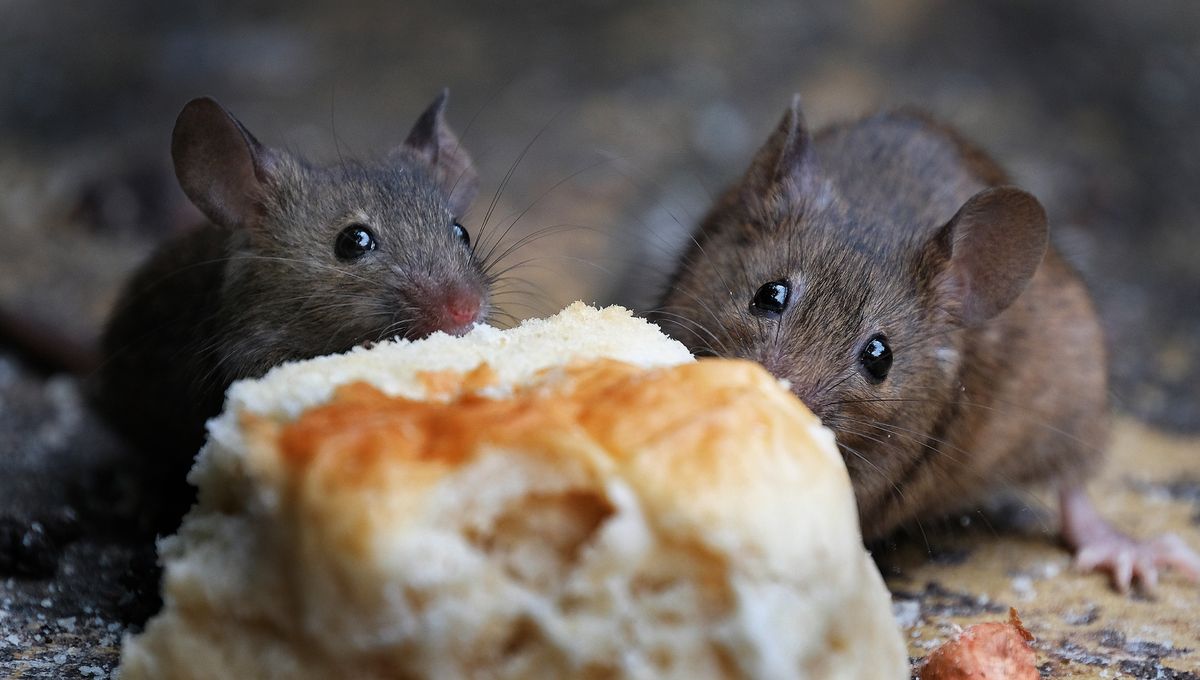 Eat What You Want, Still Lose Weight? Mouse Study Appears Too Good To Be True