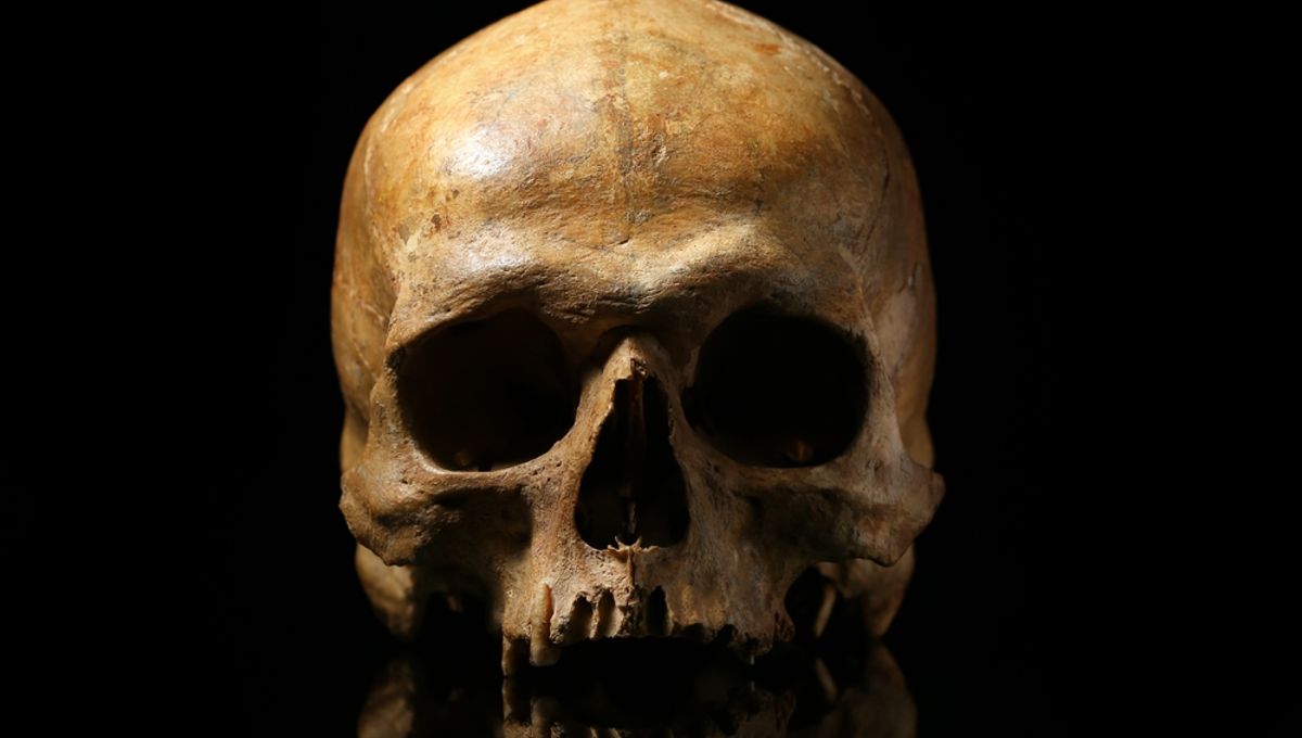 Early Ancestors Nearly Faced Extinction 900,000 Years Ago