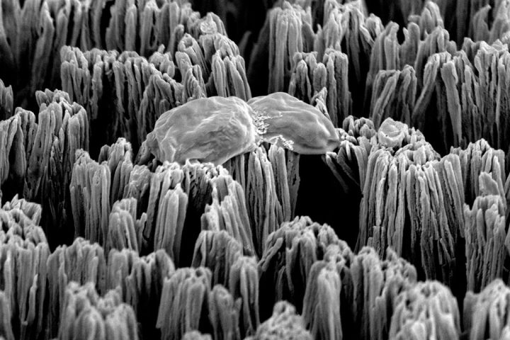 Micro-Spiked Materials Developed to Combat Drug-Resistant Superbugs