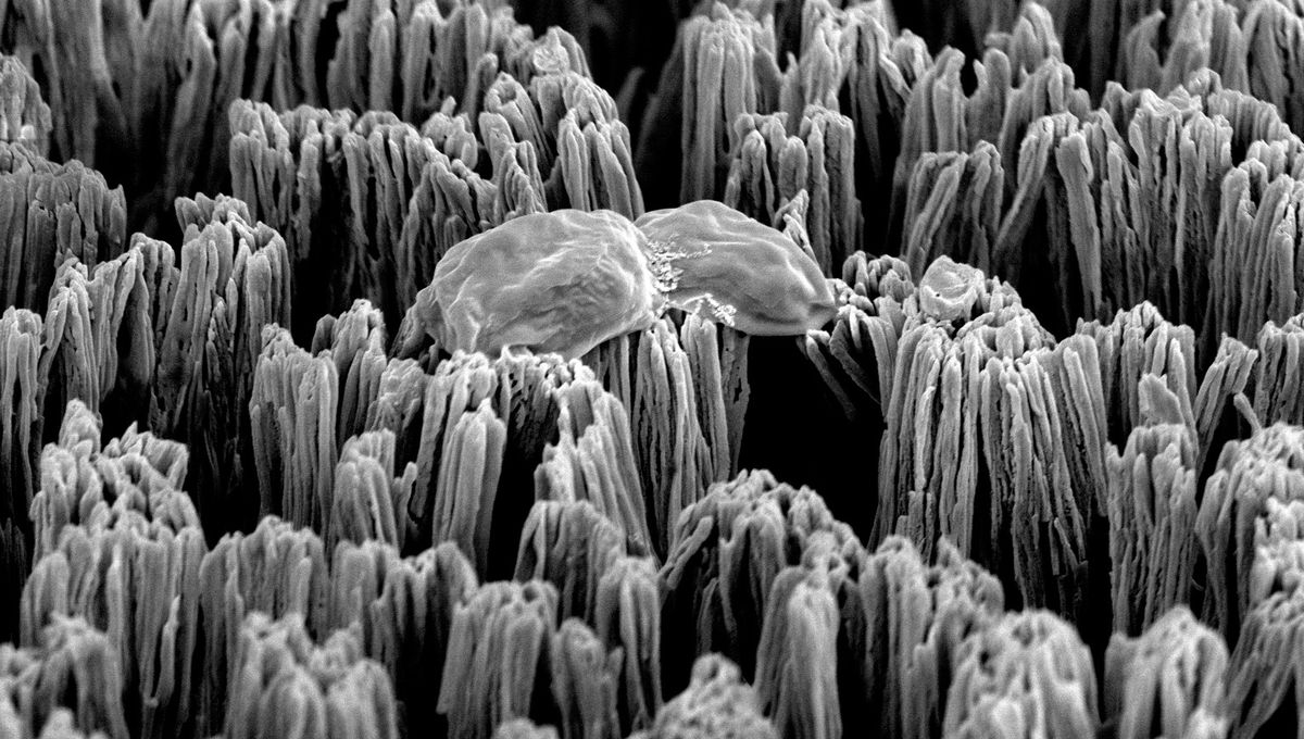 Micro-Spiked Materials Developed to Combat Drug-Resistant Superbugs