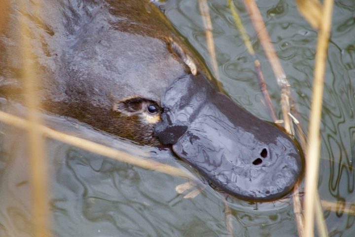 What Are Baby Platypuses Called