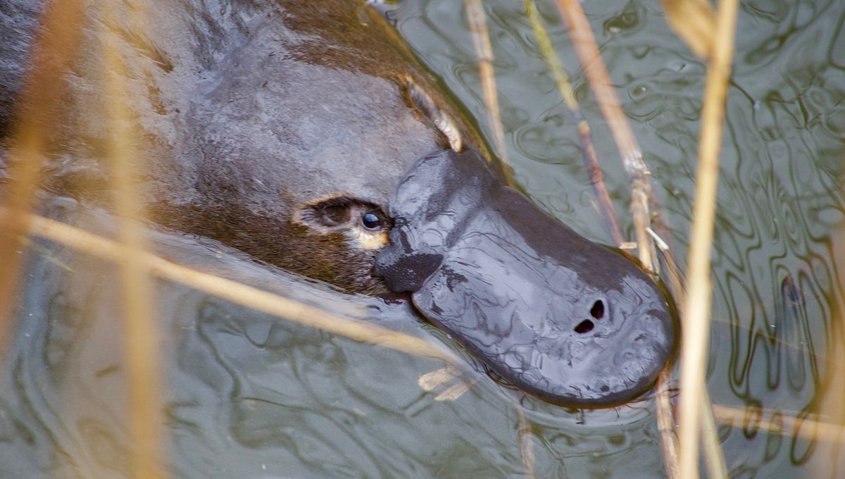 What Are Baby Platypuses Called