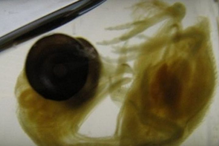 Dinosaur Legs Grown On Genetically Modified Chicken Embryos In World First