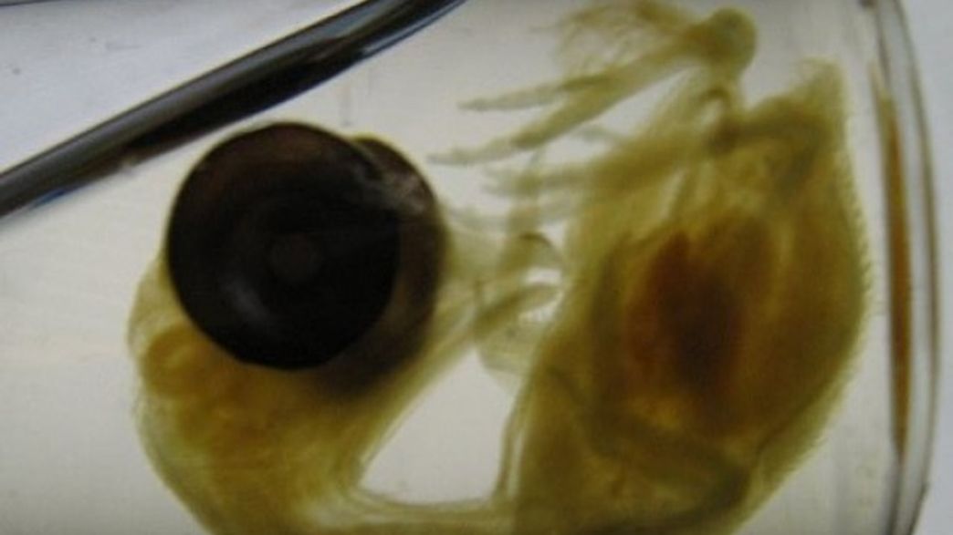 Dinosaur Legs Grown On Genetically Modified Chicken Embryos In World First