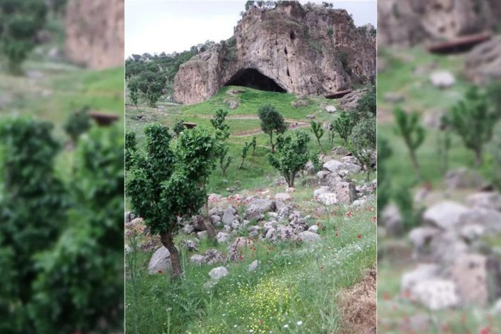 Famous Neanderthal Flower Burial Possibly Crafted by Bees