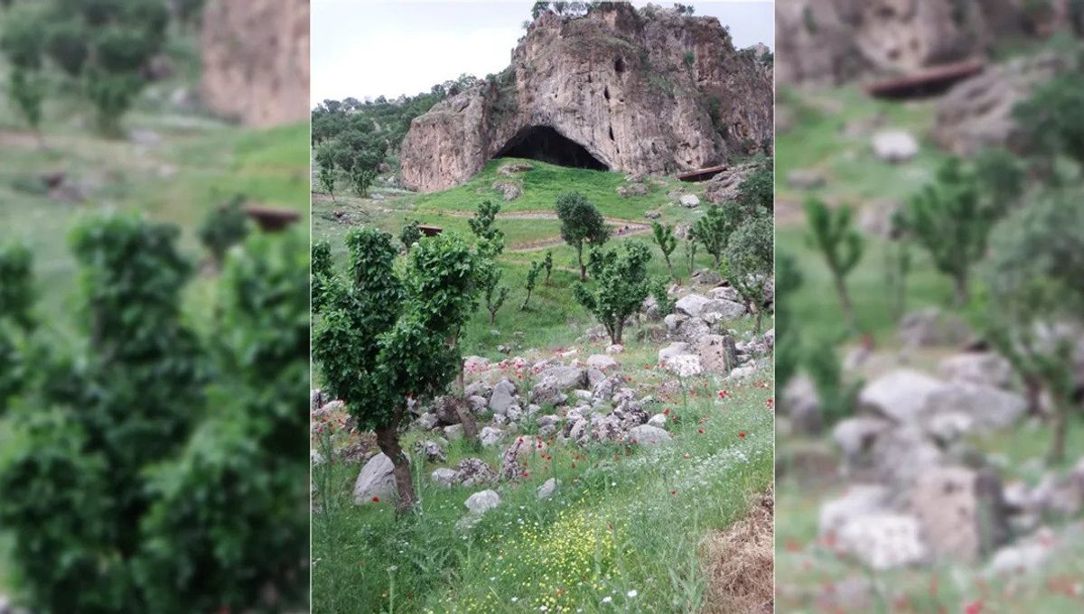 Famous Neanderthal Flower Burial Possibly Crafted by Bees