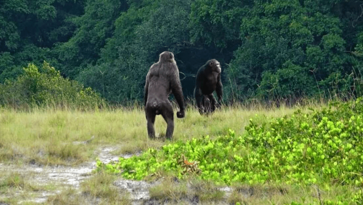 Chimpanzees Witnessed Engaging in Gorilla Killings for the First Time