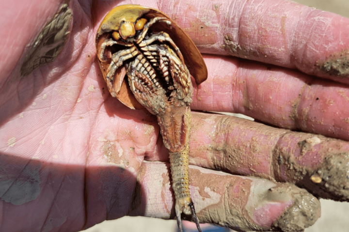 Three-Eyed Dinosaur Shrimp Awaken at Burning Man