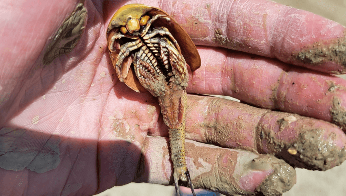 Three-Eyed Dinosaur Shrimp Awaken at Burning Man