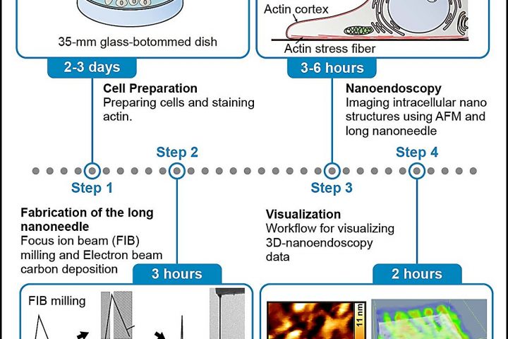 Researchers Develop Protocol for High-Resolution Imaging of Living Cells with Atomic Force Microscopy