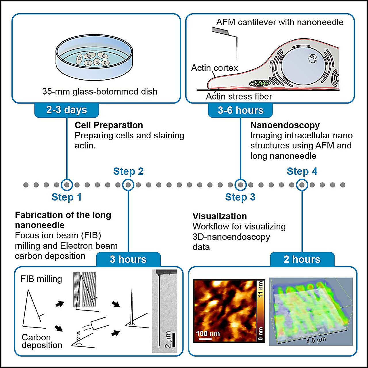 Researchers Develop Protocol for High-Resolution Imaging of Living Cells with Atomic Force Microscopy