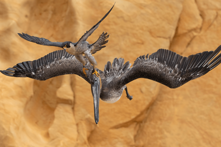 Peregrine Falcon Triumphs Over Massive Pelican in Spectacular Aerial Showdown