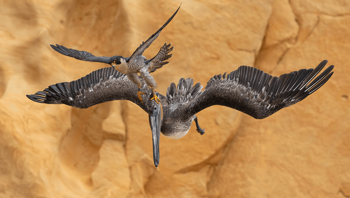 Peregrine Falcon Triumphs Over Massive Pelican in Spectacular Aerial Showdown