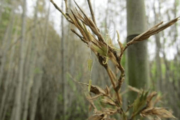Bamboo’s First Flowering in 120 Years: A Potential Disaster