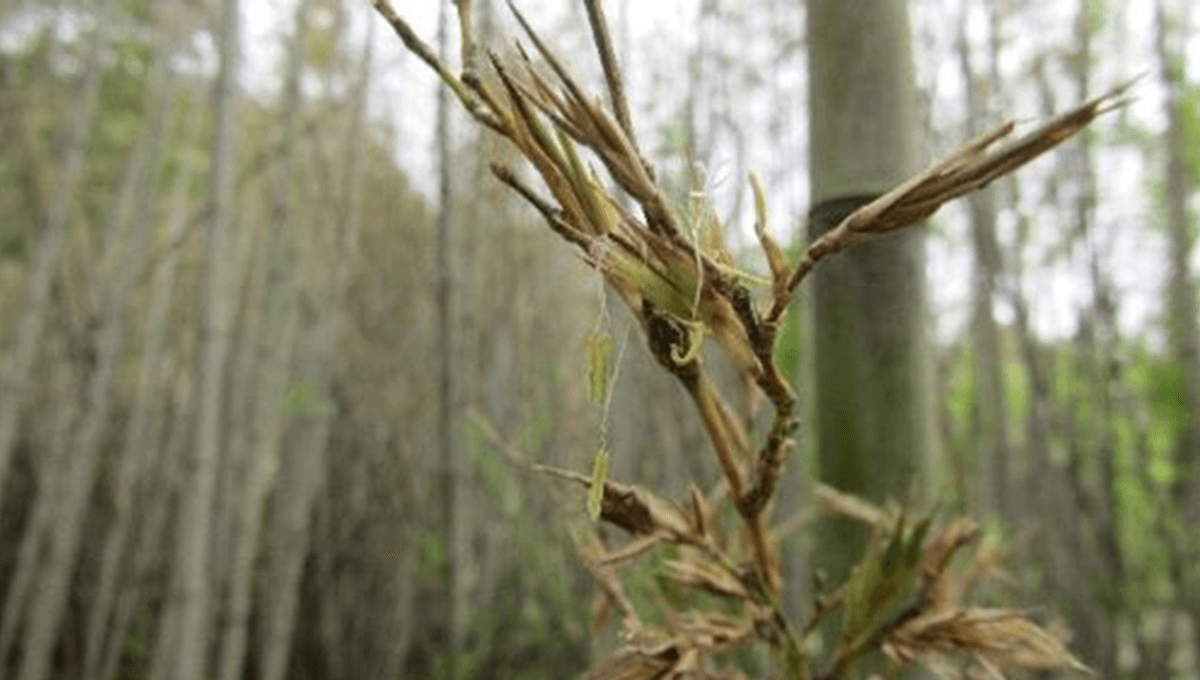 Bamboo’s First Flowering in 120 Years: A Potential Disaster