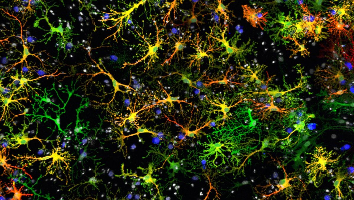 New Brain Cell Discovery Set to Revolutionize Neuroscience Research