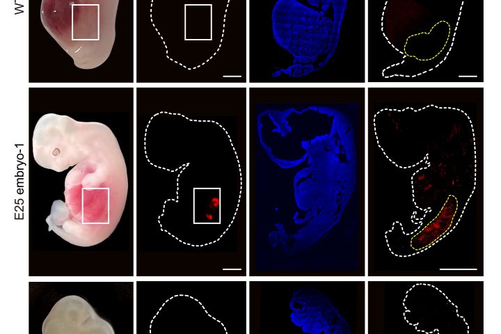 Researchers Successfully Grow Embryonic Humanized Kidneys Inside Pigs for 28 Days