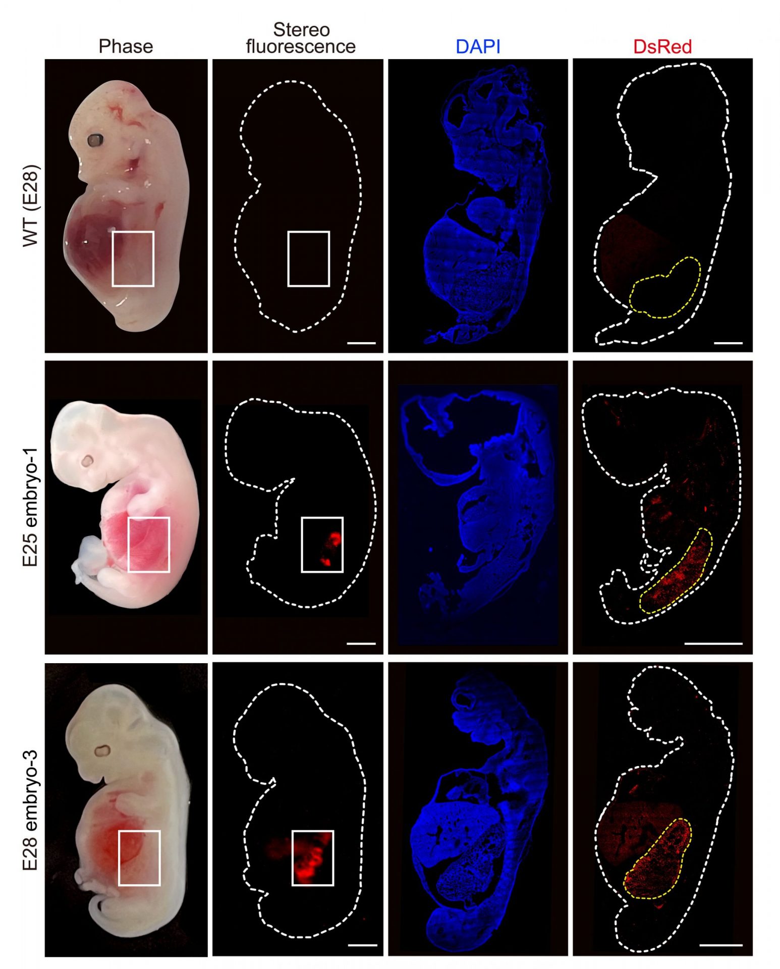 Researchers Successfully Grow Embryonic Humanized Kidneys Inside Pigs for 28 Days