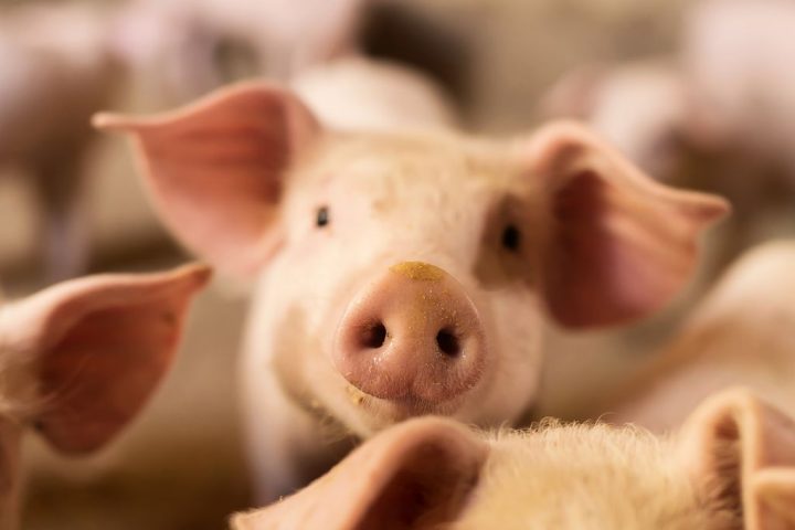 Humanized Kidneys Grown In Pigs For First Time