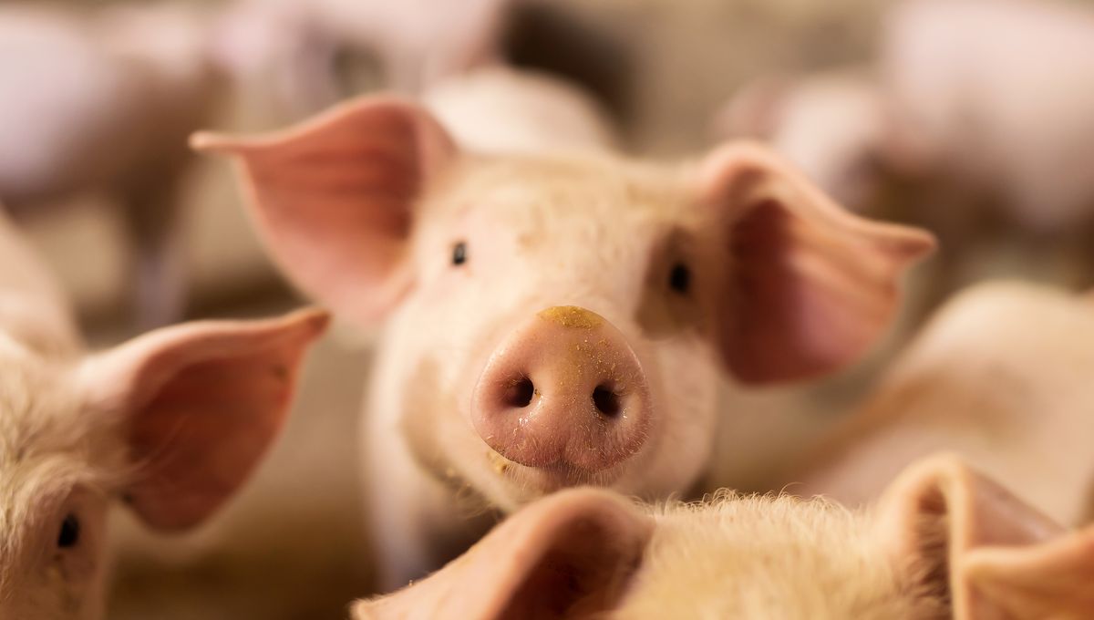 Humanized Kidneys Grown In Pigs For First Time