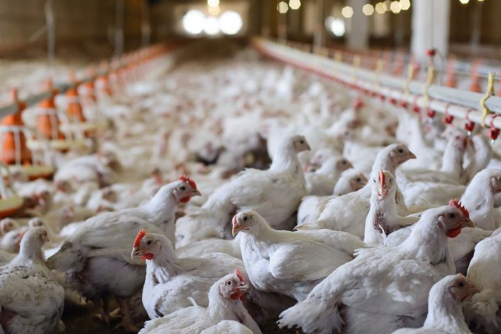 Bird Flu Modifications Raise Concerns of Heightened Human Transmission
