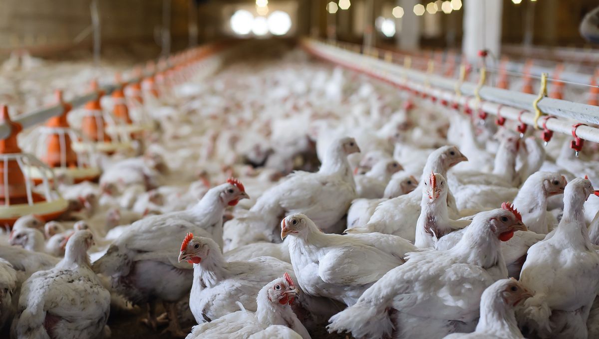 Bird Flu Modifications Raise Concerns of Heightened Human Transmission