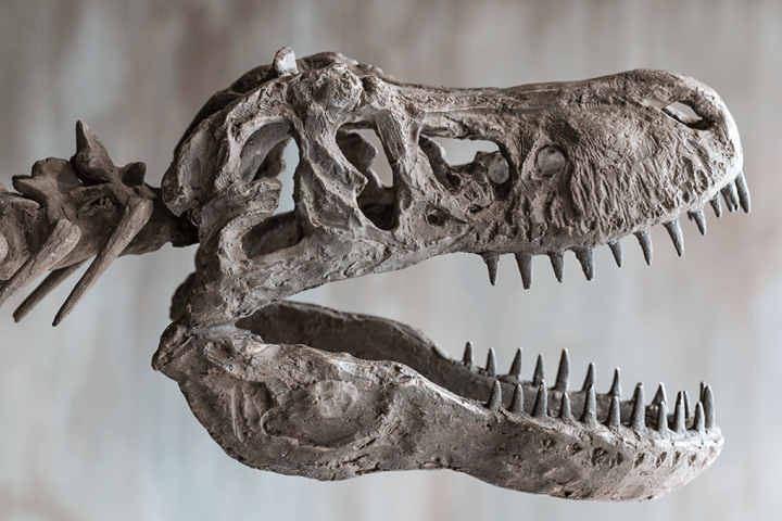 Conspiracy Theorist Questions Widespread Presence of Dinosaur Bones