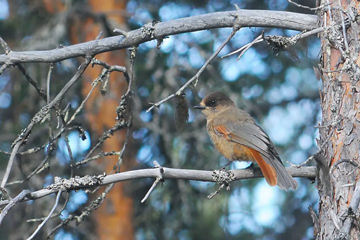 Protected nature reserves insufficient for reversing biodiversity loss, say researchers