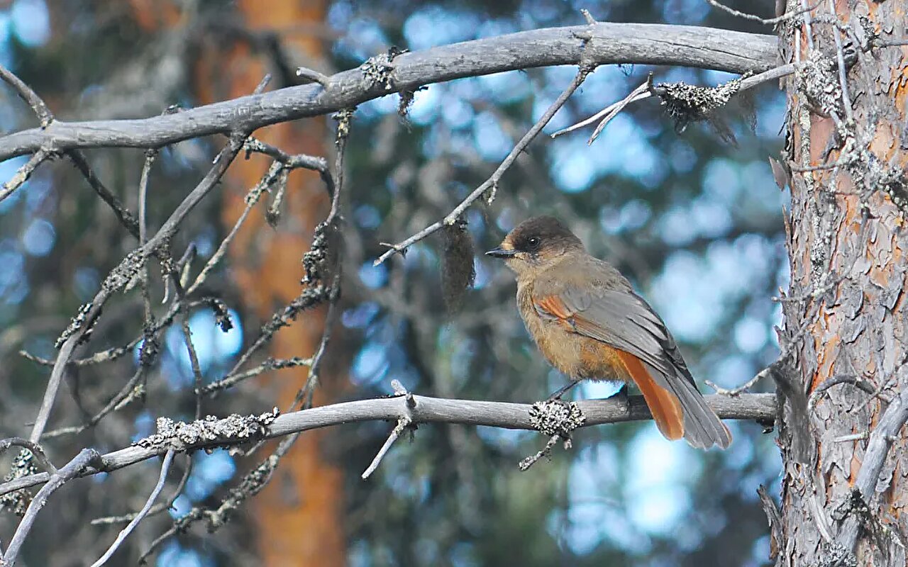 Protected nature reserves insufficient for reversing biodiversity loss, say researchers