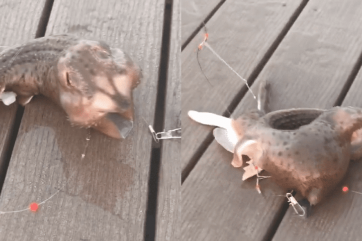 Sea Creature Caught in New York Sparks Panic Among Locals