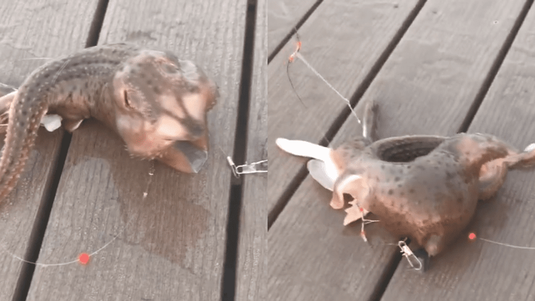 Sea Creature Caught in New York Sparks Panic Among Locals