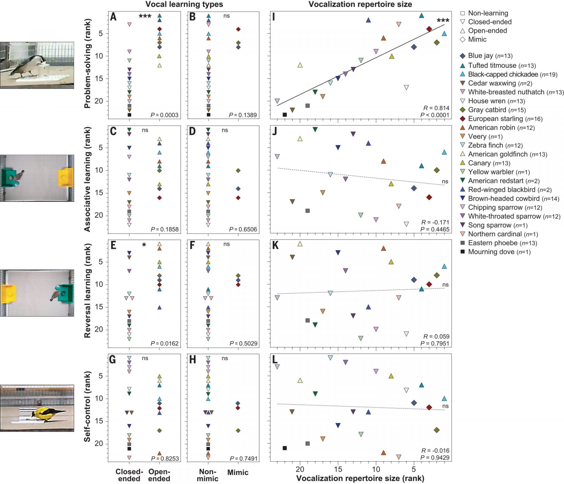 Vocal Learning in Starlings Linked to Problem-Solving Skills and Brain Size