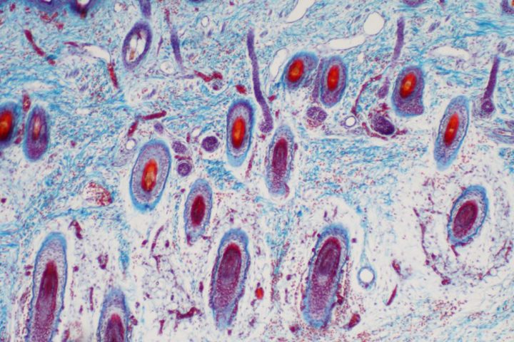 Number of Cells in the Human Body Revealed