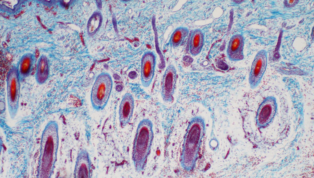 Number of Cells in the Human Body Revealed