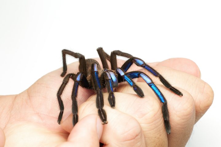 Jewel of the Forest: Thailand Unveils New Electric Blue Tarantula Species