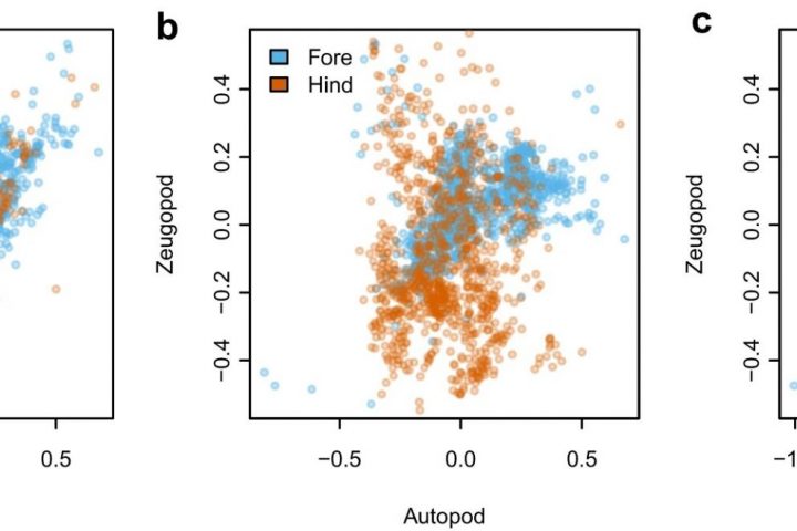 Study Reveals Less Biodiversity in Birds with Increased Complexity