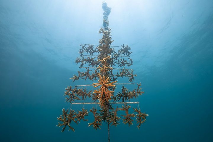 Genetic Research Uncovers Disease-Resistant Super Corals in the Caribbean